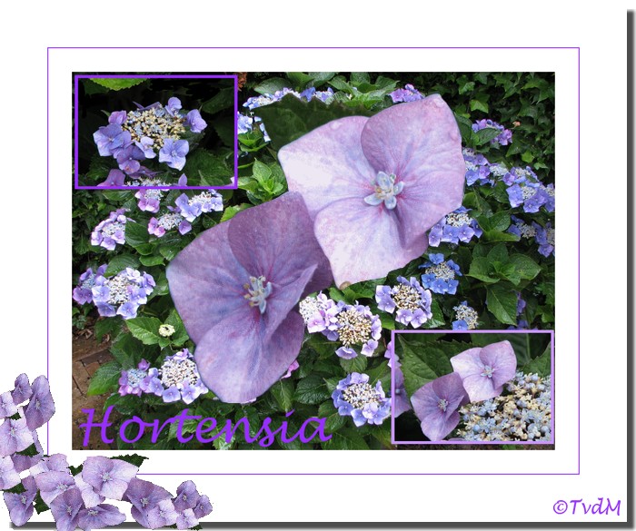 hortensia collage